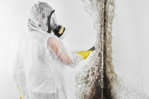 Best Emergency Mold Removal  in White Cloud, MI