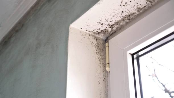 Mold Testing and Removal in White Cloud, MI