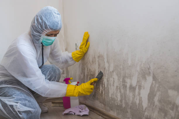 Reliable White Cloud, MI Mold Removal Solutions