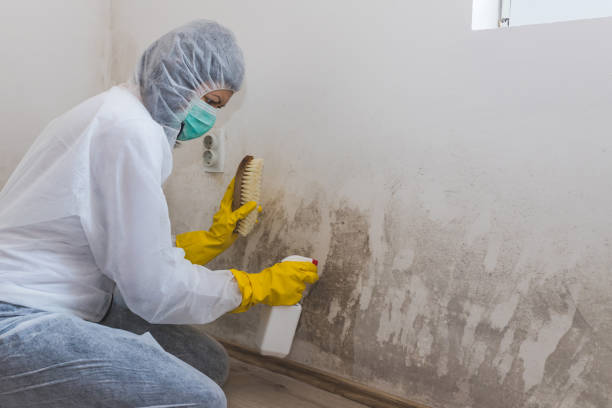 Best Mold Removal Company Near Me  in White Cloud, MI