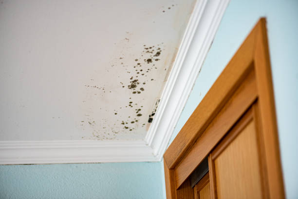 Best Residential Mold Removal  in White Cloud, MI