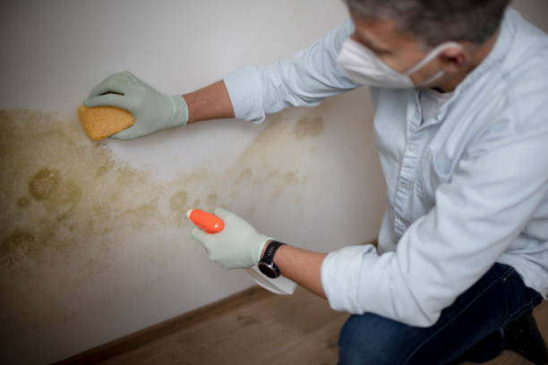 Mold Removal and Inspection in White Cloud, MI