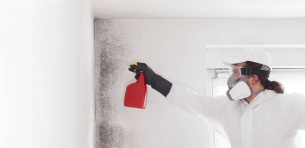 Best Toxic Mold Removal  in White Cloud, MI