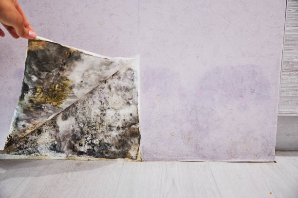 Best Residential Mold Removal  in White Cloud, MI